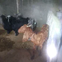 بزکامورایی پاکستانی|حیوانات مزرعه|ایذه, |دیوار