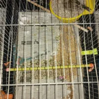 قناری با تخم|پرنده|بیرجند, |دیوار