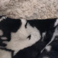 نیازمند خیاط راسته دوز برای تولید هد