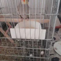 پرنده|پرنده|ورامین, ورامین|دیوار