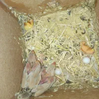 جفت فنچ شکلاتی مولد با ۲جوجه|پرنده|تهران, دروازه شمیران|دیوار