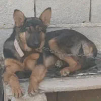 واگذاری سگ|سگ|شیروان (خراسان), |دیوار