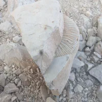 فسیل قدیمی جذاب|کلکسیون اشیاء عتیقه|بلوک, |دیوار