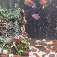 لوازم آکواریوم|ماهی|کرج, کوی فرهنگ|دیوار