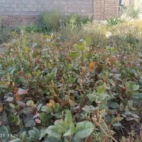 نهال پسته یکساله