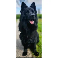 سگ ژرمن شولاین موبلند|سگ|لواسان, |دیوار