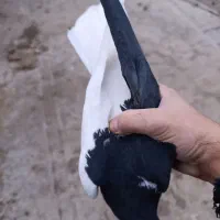 چپ سیاه نر|پرنده|قزوین, |دیوار