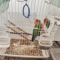 پرنده زینتی