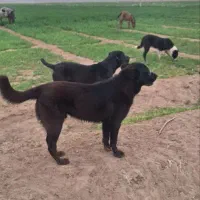 تو سگ نر13ماه