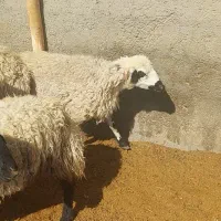 میش عراقی شکم اول و دوم|حیوانات مزرعه|بهمن صغاد, |دیوار