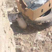 خرگوش|موش و خرگوش|آران و بیدگل, |دیوار