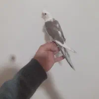 عروس هلندی نر|پرنده|تهران, امیریه|دیوار