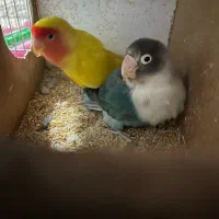 پرنده|پرنده|خواف, |دیوار