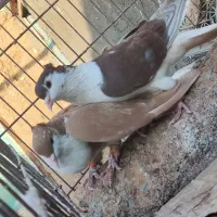نر و ماده ساده کاکلی|پرنده|تربت‌حیدریه, آغوی|دیوار