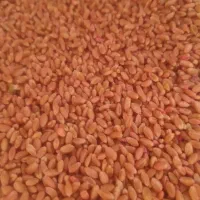 گندم بوجاری شده پیشکام|عمده‌فروشی|کنگاور, |دیوار