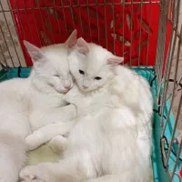 گربه پرشین وان|گربه|تبریز, |دیوار