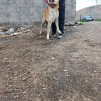 واگذاری سگ سراب