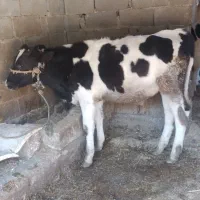 گوساله نر هلشتاین آمریکایی اصل