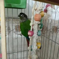 فروش عروس هلندی و گرینجیک دستی سخنگو