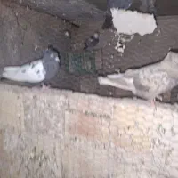 کفتر رنگی