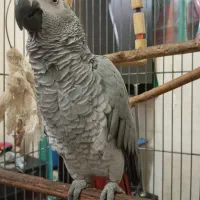 کاسکو دم قرمز|پرنده|شهریار, دهشاد بالا|دیوار