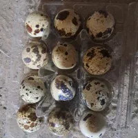 تخم بلدرچین