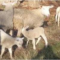 میش رومن چند قلوزا