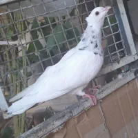 طوقی ۳ عدد|پرنده|ایذه, |دیوار