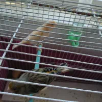 فروش ۲ عدد قناری  با قفس|پرنده|خلخال, |دیوار