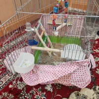 عروس هلندی|پرنده|دوگنبدان, |دیوار