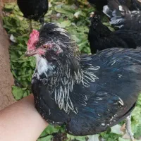 نیمچه خروس گلین