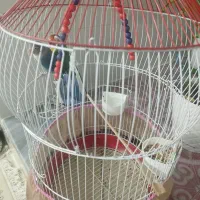 یک جفت کوتوله برزیلی خوب باقفس|پرنده|شیراز, دست خضر|دیوار