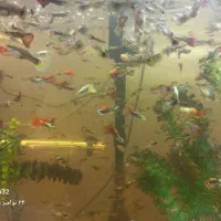 ماهی گوپی *مولد*