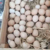 تخم مرغ محلی تک زرده و دوزرده کلی جزئی