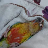 گرینچیک گمشده