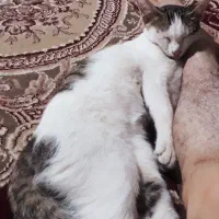 گربه ماده گمشده(مژدگانی ۴میلیون تومان)