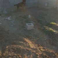 ماده ژرمن شیب دار شکم پر