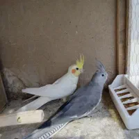 عروس هلندی مولد فروش یا معاوضه