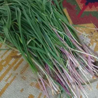 گیاه سرخ پا (بنصور)یا بن سرخ محلی کوهی