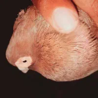 یع جفت صرب|پرنده|هندیجان, |دیوار