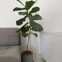 گل فیکوس لیراتا