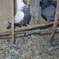 کفترسینه دم سیاه