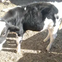 فروش گاوساله نژاد هولشتاین