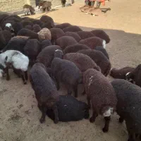 بره|حیوانات مزرعه|نظرآباد, نجم آباد|دیوار