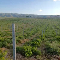 تجاری و خانه باغ|فروش دفتر صنعتی، کشاورزی، تجاری|ایوان, |دیوار