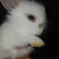 خرگوش لوپ در رفسنجلن