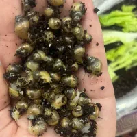 حلزون آلبینو|خزنده|شیراز, زرهی|دیوار