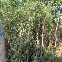 نهال عناب سنجد الو هلو گلابی پرتقال زیتون چندلر|خدمات باغبانی و درختکاری|علی‌آباد کتول, |دیوار