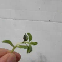 کوتکوتو لاهیجان ، خالواش گیلان