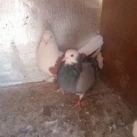 کفتر|پرنده|بومهن, |دیوار